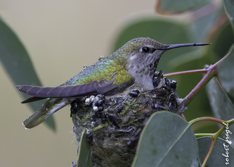 emily renzel wetlands 2026